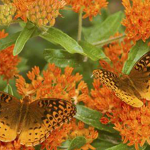 Load image into Gallery viewer, "Bring Back Butterflies" Collection