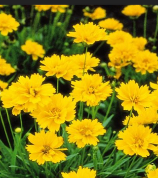 Coreopsis Early Sunrise