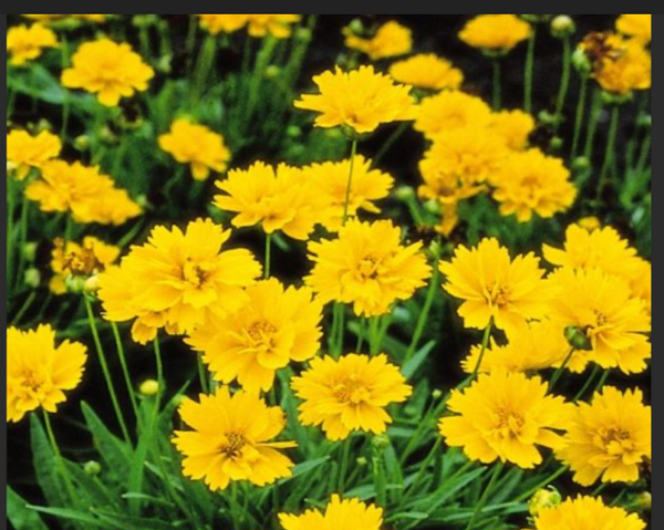 Coreopsis Early Sunrise