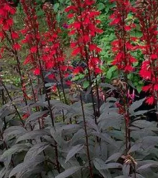 Lobelia Black Truffle
