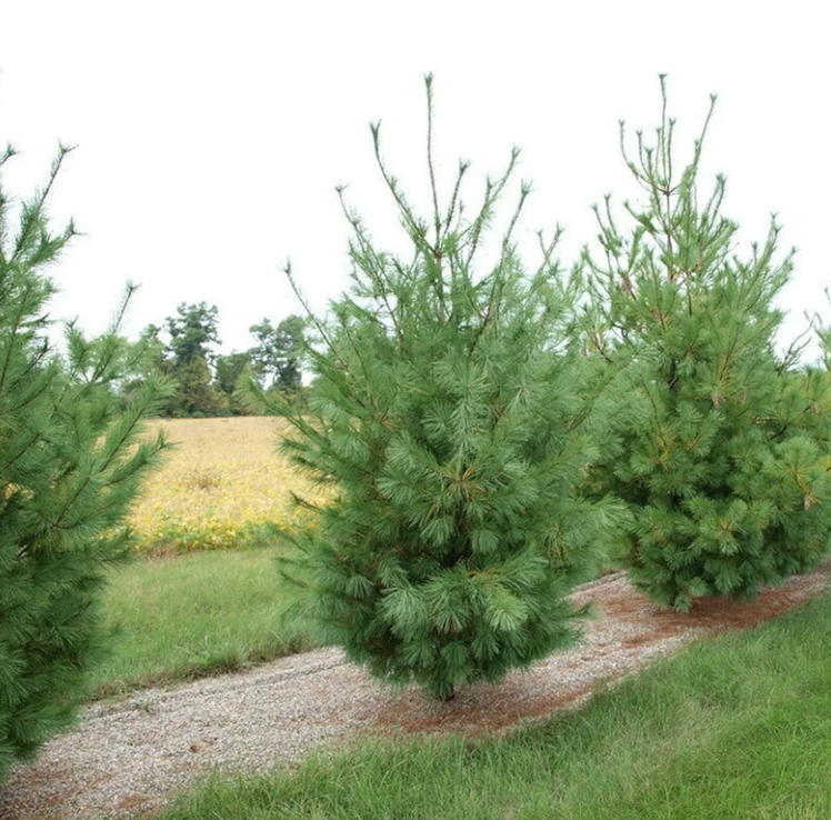 Pinus strobus - White Pine 6-7'