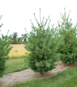 Pinus strobus - White Pine 6-7'