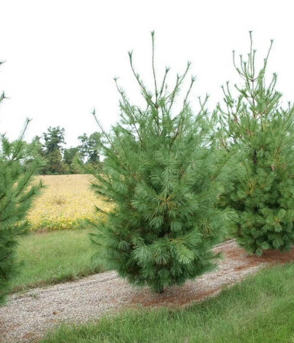 Evergreen Privacy Trio