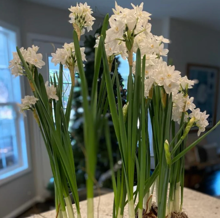 Paperwhites Potted 6