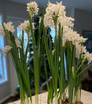 Paperwhites Potted 6