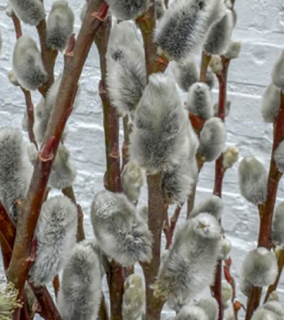 Pussy Willow Salix discolor