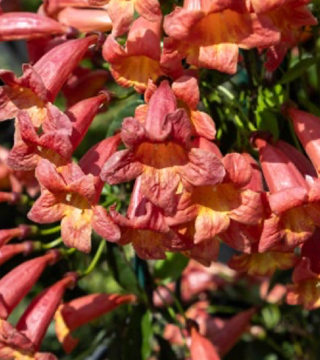 Vine Bignonia Tangerine Beauty