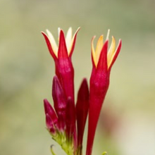 Load image into Gallery viewer, Spigelia Apple Slices