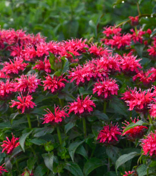 Monarda 