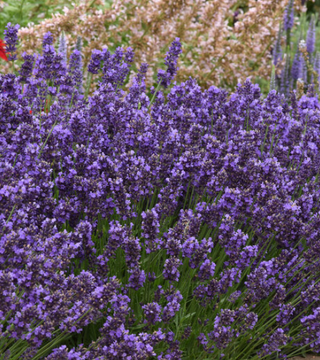 2025 Favorite! Lavender Super Blue