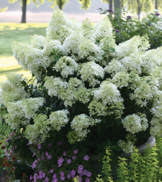 2025 Favorite! Bobo Hydrangea
