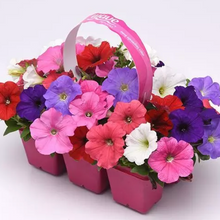 Load image into Gallery viewer, Wave Petunia Presale