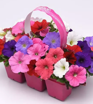 Wave Petunia Presale