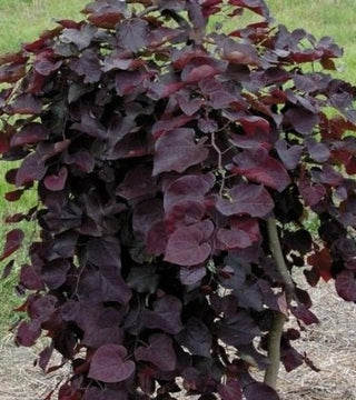 Ruby Falls Weeping Redbud-10 gal.