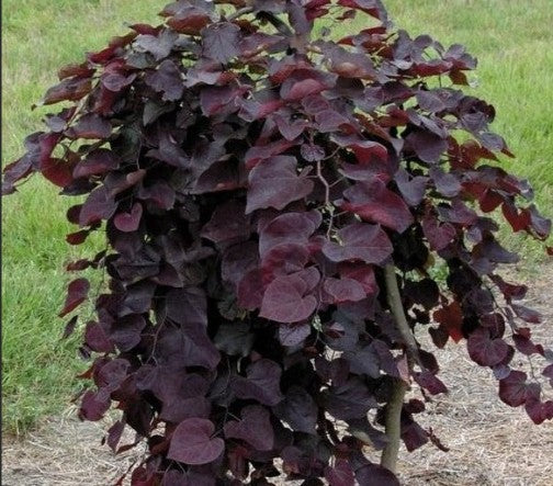 Ruby Falls Weeping Redbud-10 gal. – Rhoads Garden Center