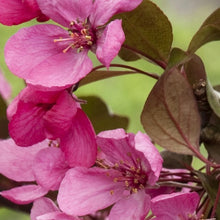 Load image into Gallery viewer, Royal Raindrops Crabapple 25 gal.