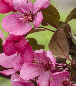 Royal Raindrops Crabapple 25 gal.