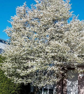 Amelanchier laevis Lustre Allegheny 15 gal.
