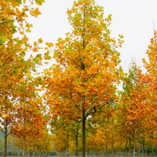 Load image into Gallery viewer, Liriodendron tulipifera - Tulip Tree 20 gal