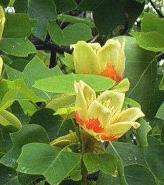 Liriodendron tulipifera - Tulip Tree 20 gal