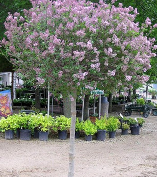 Dwarf Korean Lilac Tree 10 gal