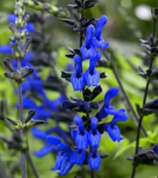 Salvia Black & Blue