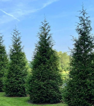 Arborvitae 'Green Giant' 3 gal./3'