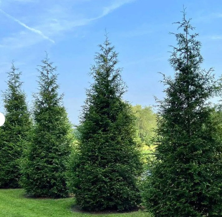 Arborvitae 'Green Giant' 3 gal./3' – Rhoads Garden Center