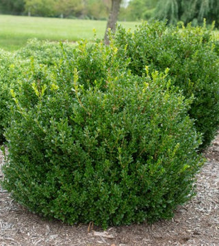 Little Missy Boxwood
