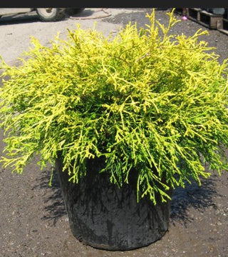 Chamaecyparis p.f. 'King's Gold' Cypress