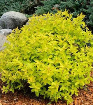 Gold Mound Spirea