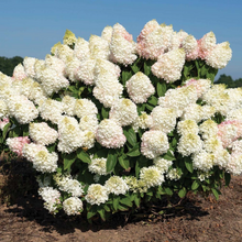 Load image into Gallery viewer, HYDRANGEA Sweet Starlight