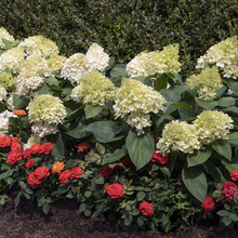 Load image into Gallery viewer, HYDRANGEA Sweet Starlight