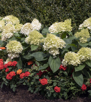 HYDRANGEA Sweet Starlight