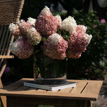 Load image into Gallery viewer, HYDRANGEA Sweet Starlight