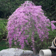 Load image into Gallery viewer, Lavender Twist "Covey" Weeping Redbud