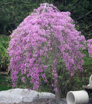 Lavender Twist 