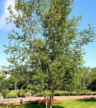 Betula platyphylla japonica 'Whitespire' birch