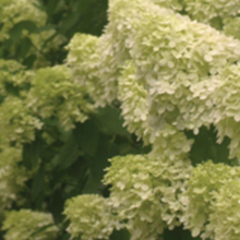 Load image into Gallery viewer, Hydrangea paniculata 'Limelight' 2gal