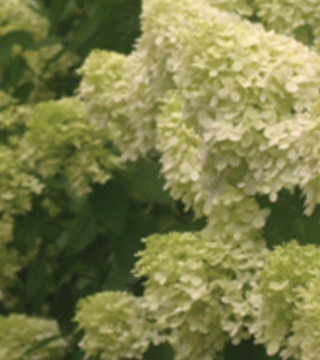 Hydrangea paniculata 'Limelight' 2gal