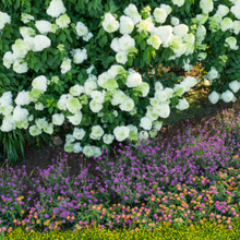 Load image into Gallery viewer, Hydrangea paniculata 'Limelight' 2gal