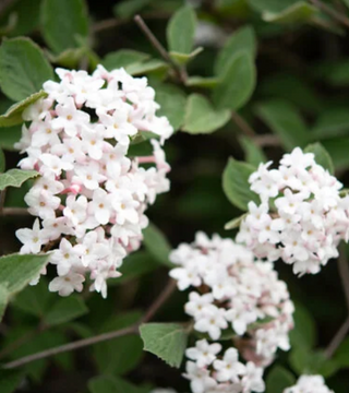 Viburnum carlesii Korean Spice