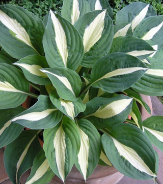 Risky Business Hosta