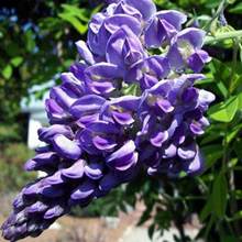 Load image into Gallery viewer, WISTERIA FL. 'AMETHYST FALLS'
