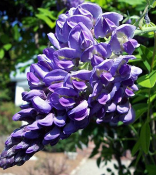 WISTERIA FL. 'AMETHYST FALLS'