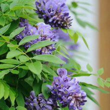 Load image into Gallery viewer, WISTERIA FL. 'AMETHYST FALLS'