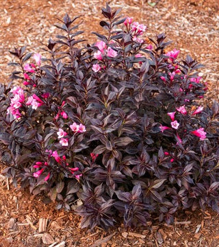 WEIGELA DARK HORSE