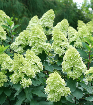 Hydrangea Limelight 3 gal.