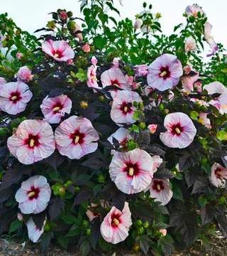 Hibiscus 'Perfect Storm'