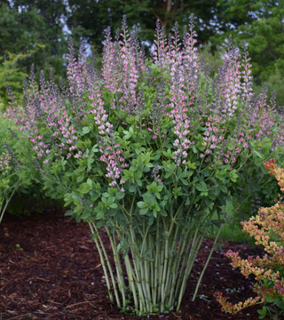 Baptisia Pink Truffles
